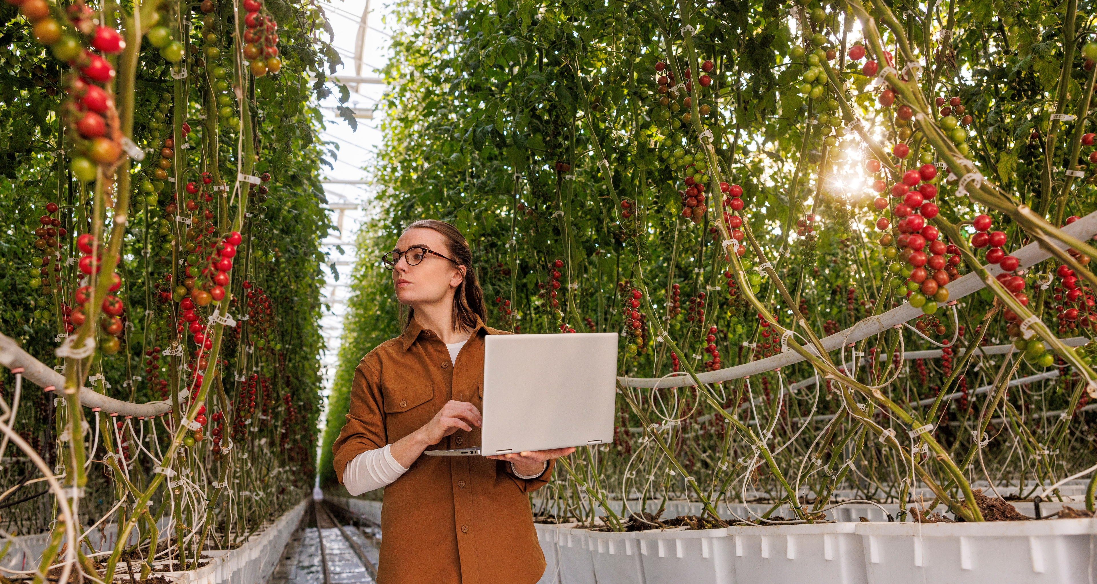 Nature Fresh Farms utilise l'IA des semis au magasin